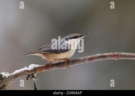 Eurasischer Nuthatch, Sitta europaea, alleinerziehend auf Ast sitzend. Aufgenommen Im Februar, Mittelschweden. Stockfoto