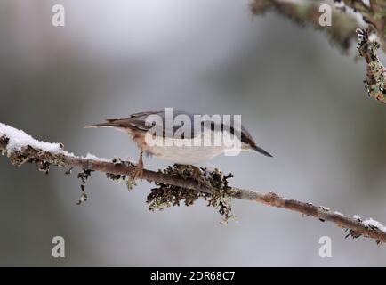 Eurasischer Nuthatch, Sitta europaea, alleinerziehend auf Ast sitzend. Aufgenommen Im Februar, Mittelschweden. Stockfoto