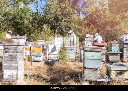 Mehrere Imker der Familie sammeln den Honig in der Mitte Der Holzstöcke und der Waben mit dem Schutz Anzüge Stockfoto