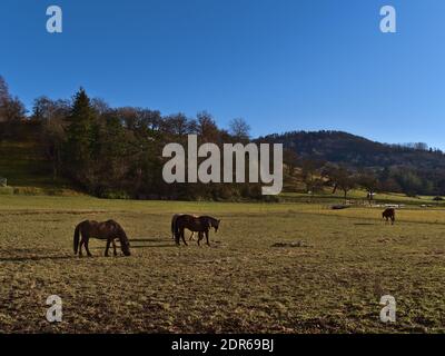 Pferdegruppe auf einer spärlichen Wiese im Winter im kleinen Dorf Breitenholz, Ammerbuch, Baden-Württemberg, Deutschland unterhalb des Schönbuchwaldes. Stockfoto