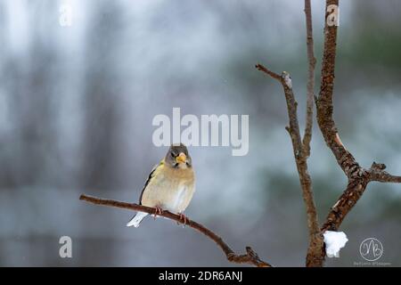 Abend Grosbeak in meinem Hinterhof Stockfoto