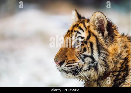 Nahaufnahme eines sibirischen Tigers (weiblich, Panthera tigris altaica). Seitenansicht, fotografiert in der Natur, Schnee ist im Hintergrund zu sehen. Shallo Stockfoto