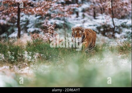 Sibirischer Tiger (weiblich, panthera tigris altaica) versteckt sich im Gras und wartet auf Beute. Vorderansicht. Ein gefährliches Tier in seinem natürlichen Lebensraum. In Th Stockfoto