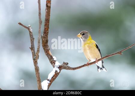 Abend Grosbeak in meinem Hinterhof Stockfoto