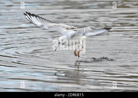 Schwarzkopfmöwe Chroicocephalus ridibundus Stockfoto