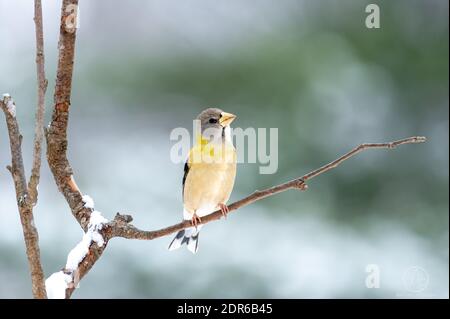 Abend Grosbeak in meinem Hinterhof Stockfoto