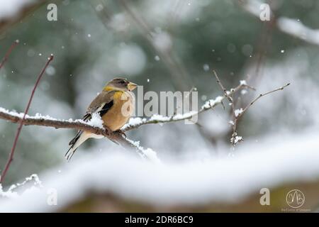 Abend Grosbeak in meinem Hinterhof Stockfoto