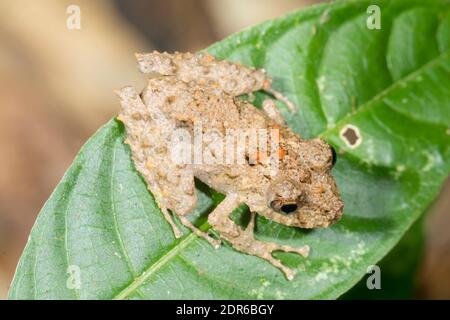 Frühlingsfrosch (Pristimantitis crenunguis) an einem Zweig im Unterholz des Bergregenwaldes im Los Cedros Reservat im Westen Ecuadors. Diese Spezifikation Stockfoto