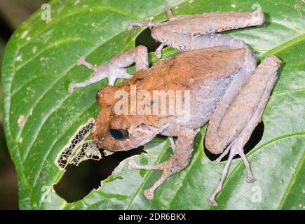 Labiated Regenfrosch (Pristimantis labiosus) auf einem Zweig im Unterholz des Bergregenwaldes im Los Cedros Reserve, West-Ecuador. Stockfoto