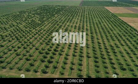 Luftdrohne Draufsicht auf Reihen der grünen Obstplantage. Kultivierte Feldlandschaft. Stockfoto