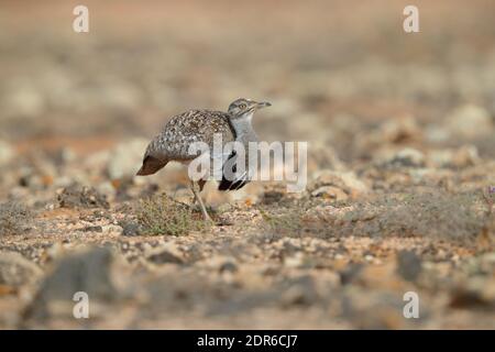 Ein erwachsener Rüde Houbara Bustard (Chlamydotis undulata) auf Fuerteventura, Kanarische Inseln Stockfoto