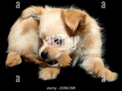 Kleiner Hund Zähne Putzspielzeug. Beigefarbener Welpe auf schwarzem Hintergrund. Stockfoto