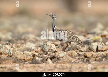 Ein erwachsener Rüde Houbara Bustard (Chlamydotis undulata) auf Fuerteventura, Kanarische Inseln Stockfoto