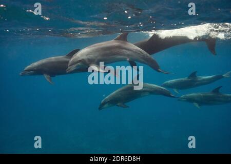 Gruppe von indopazifischen Bottlenose Dolphins (Tursiops aduncus) Schwimmen im Pazifischen Ozean, Galapagos Inseln Stockfoto