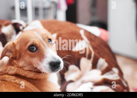 Rothaarige Hund mit einem beschädigten Auge sehen niedlich, Kopierer Platz Stockfoto