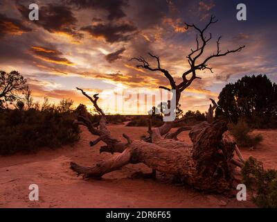 Getrockneter Baum im Monument Valley bei Sonnenuntergang mit bunten und spektakulären Wolken, Arizona, USA Stockfoto