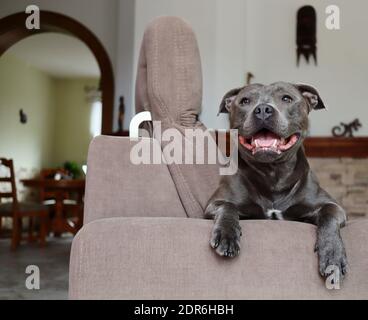 Smiling Staffordshire Bull Terrier liegt auf dem Sofa im Wohnzimmer. Happy Staff Bull auf der Couch zu Hause. Stockfoto