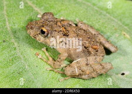 Frühlingsfrosch (Pristimantitis crenunguis) an einem Zweig im Unterholz des Bergregenwaldes im Los Cedros Reservat im Westen Ecuadors. Diese Spezifikation Stockfoto