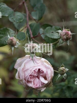 Rosa 'Fragrant Memories' blüht immer noch an einem regnerischen Tag im November mit Regentropfen. 'Duftrarous Memories' ist eine sommergrüne, aufrechte, hybride Teesorte Stockfoto