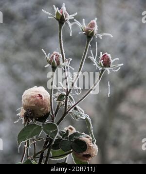 Rosa 'Fragrant Memories' blüht noch im Dezember mit mehr Pfirsich-Rosé-Farbe als normal und bedeckt mit Frost und Spinnweben. „Dufterinnerungen“ ist Stockfoto