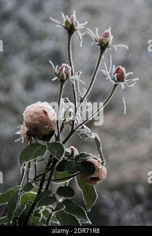 Rosa 'Fragrant Memories' blüht noch im Dezember mit mehr Pfirsich-Rosé-Farbe als normal und bedeckt mit Frost und Spinnweben. „Dufterinnerungen“ ist Stockfoto