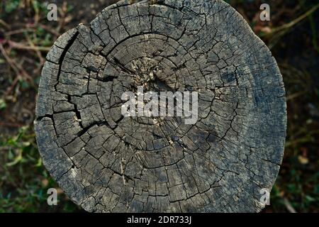 Ein alter grauer Stumpf mit kreisförmigen Rissen von jahralten Ringen. Ansicht von oben als Hintergrund. Stockfoto