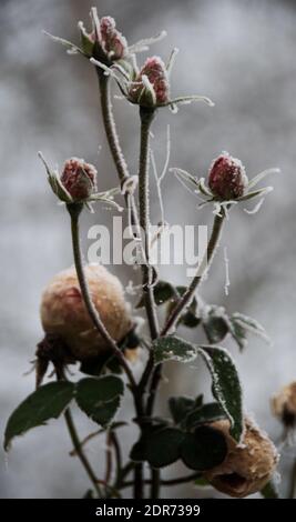 Rosa 'Fragrant Memories' blüht noch im Dezember mit Frost und Spinnweben bedeckt. 'Fragrant Memories' ist eine sommergrüne, aufrechte, hybride Tee-Art Rose BU Stockfoto