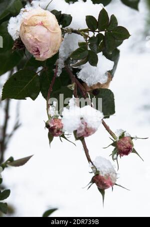 Rosa 'Fragrant Memories' blüht immer noch im Dezember mit mehr Pfirsich rosa Farbe als normal und von Schnee belastet. 'Dufterinnerungen' ist ein Entschlüsselung Stockfoto