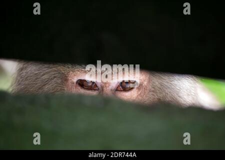 Blick auf einen kleinen Affen in Gefangenschaft Stockfoto