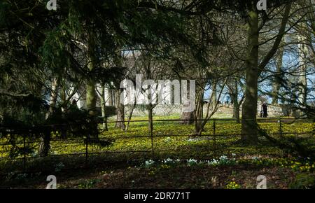 Ein atemberaubender Teppich aus goldgelben Winter-Akoniten in der Wald in Little PontonHall Stockfoto