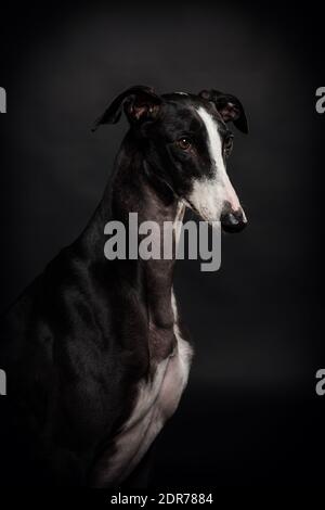Greyhound Hund, schöne schwarz und weiß Tier Stockfoto