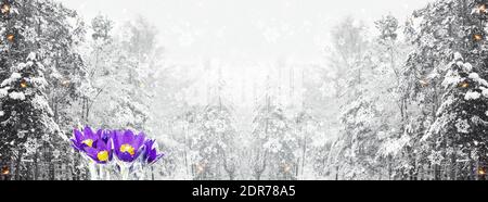 weihnachten defokussed Widescreen-Hintergrund mit schneebedeckten Winterwald und blühenden Schneeglöckchen. Silvester Winter Art Design, Banner Stockfoto