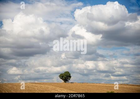 Leeres Feld mit einsamen Baum in Champagne, Bourgogne in Frankreich Stockfoto