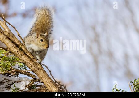 Ostgraues Eichhörnchen mit Nüssen im Winter im Parkwald