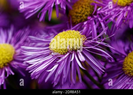 Erigeron 'Pink Jewel' ist eine Staude mit lanzförmigen, grau-grünen Blättern und einer Vielzahl von einzelnen, gelb-zentrierten, leuchtend rosa Blüten. Stockfoto