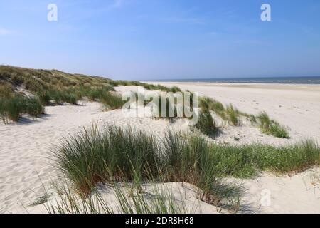 Weißer Sandstrand mit hohen Gräsern an der Küste von Nordseeinsel Langeoog in Deutschland Stockfoto