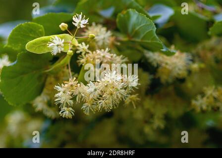 Lindenblüte auf Baum, Nahaufnahme Stockfoto