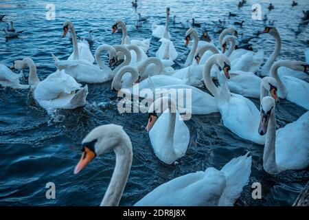 Weiße Schwäne in Hamburg Stockfoto