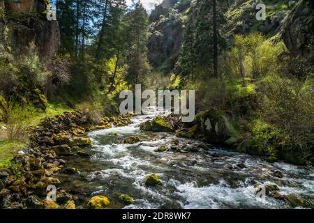 Der wilde und malerische Rapid River fließt entlang des Trail #113 im Nez Perce National Forest von Idaho. Stockfoto