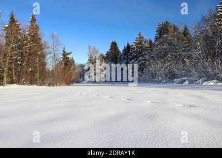 Winterlandschaft in Bayern mit Tierspuren im Hochschnee Stockfoto