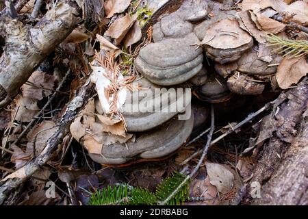 Fomitopsis pinicola Komplex. Eine große Gruppe von Red Belt Conk Pilzen, die am Ende eines roten Birkenholzes wachsen, Betula occidentalis, in der Nähe des Alvord Sees, Stockfoto