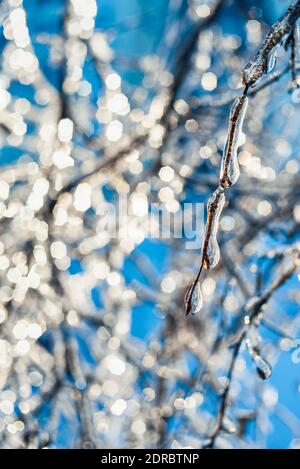 Baumzweige mit glitzerndem Eis und Eiszapfen auf blauem Bokeh Hintergrund bedeckt. Frostiges Schneewetter. Wunderschöne Winterszenen. Weihnachten Hintergrund. Stockfoto