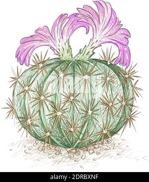 Abbildung Handgezeichnete Skizze des Acanthocalycium Kaktus mit rosa Blume. Stock Vektor