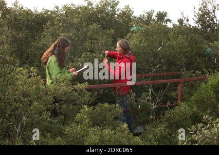 France-Puechabon-Herault.20/10/2015.Isabelle Chuine directrice de Recherche au CNRS sur l'Impact du changement climatique enregister l'état de la forêt au sommet des Chênes .C'est un laboratoire GÉANT stoppeur de pluies, Dans la forêt de Puéchabon les chercheurs du CNRS soumettent des parcelles de Chênes verts au manque d'Eau.Leur objectif est de Tester le comportement d'une forêt aux reductions des precipitations. CES chercheurs du Centre d'Ecologie fonctionnelle et Evolutive de Montpellier ont inventé des Systèmes ingénieux pour siamer la prédiction du réchauffement climatique dans 100 ans Stockfoto