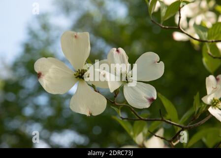 Cornus florida, der blühende Hundehaube, ist eine Art blühender Baum aus der Familie der Cornaceae, die im Osten Nordamerikas und im Norden Mexikos beheimatet ist. Th Stockfoto