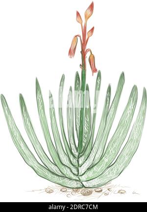 Illustration Handgezeichnete Skizze von Kumara plicatilis, Fan Aloe oder Aloe plicatilis Pflanze für Gartendekoration. Stock Vektor