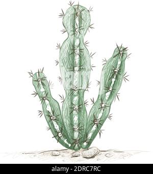 Illustration Handgezeichnete Skizze des Cereus Mill Cactus für Gartendekoration. Stock Vektor