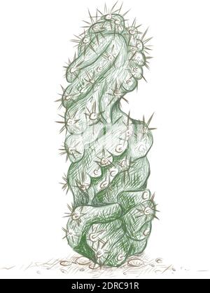Illustration Handgezeichnete Skizze von Cereus forbesii Spiralis Kaktus für Gartendekoration. Stock Vektor