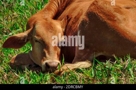 Nahaufnahme einer schönen und niedlichen brasilianischen braunen Baby Kuh auf grünem Gras in Joanopolis, Landschaft von Brasilien liegen Stockfoto