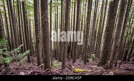 Lake Angeles, Sequim, Washington State, Vereinigte Staaten von Amerika, Olympic National Park Stockfoto